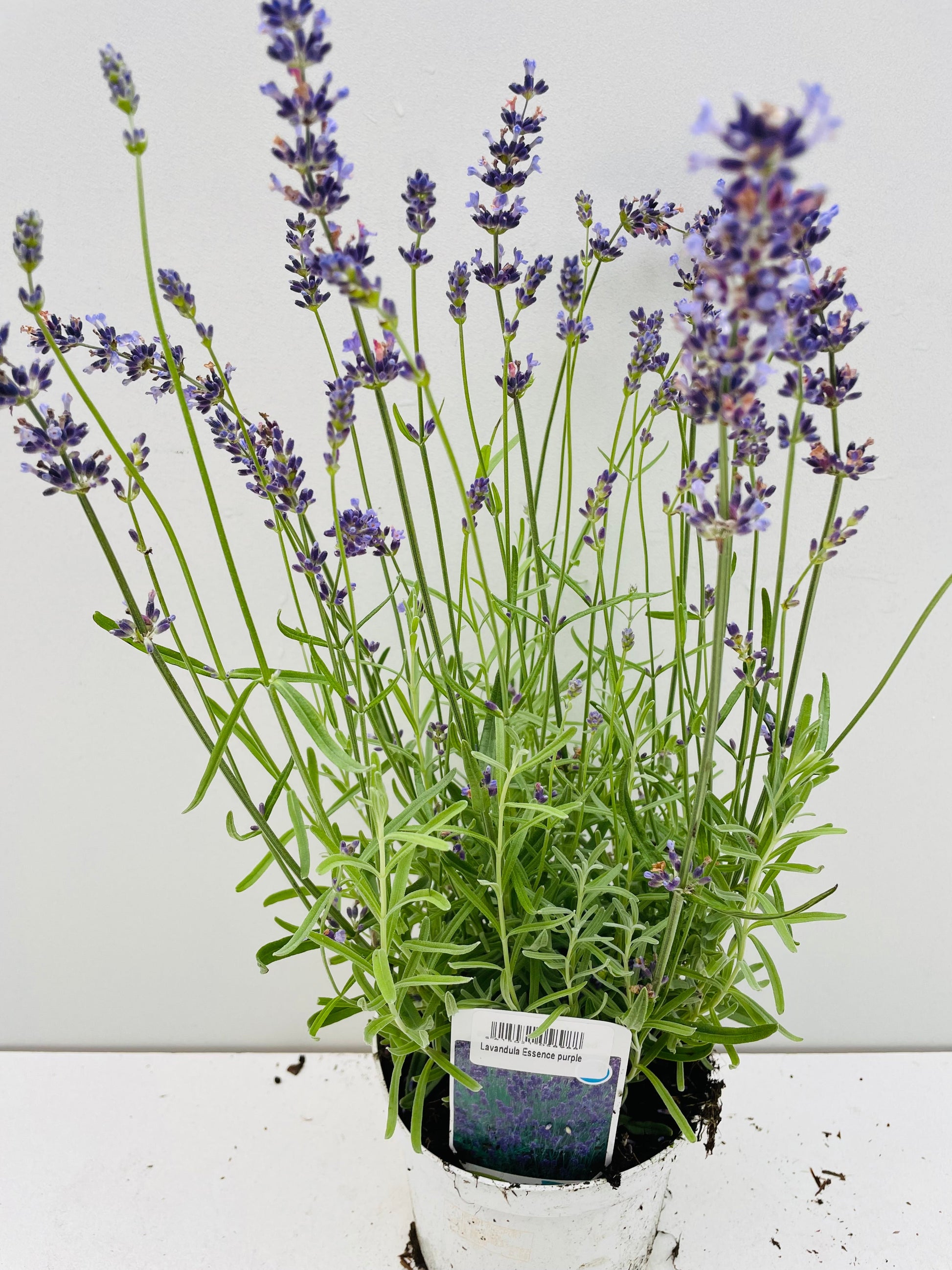 Bilde av LAVANDULA ESSENCE PURPLE-Spanne Plantesalg