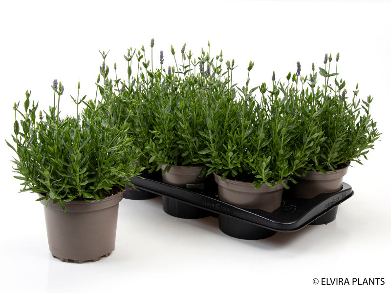 Bilde av LAVANDULA 'HIDCOTE BLUE'-Spanne Plantesalg