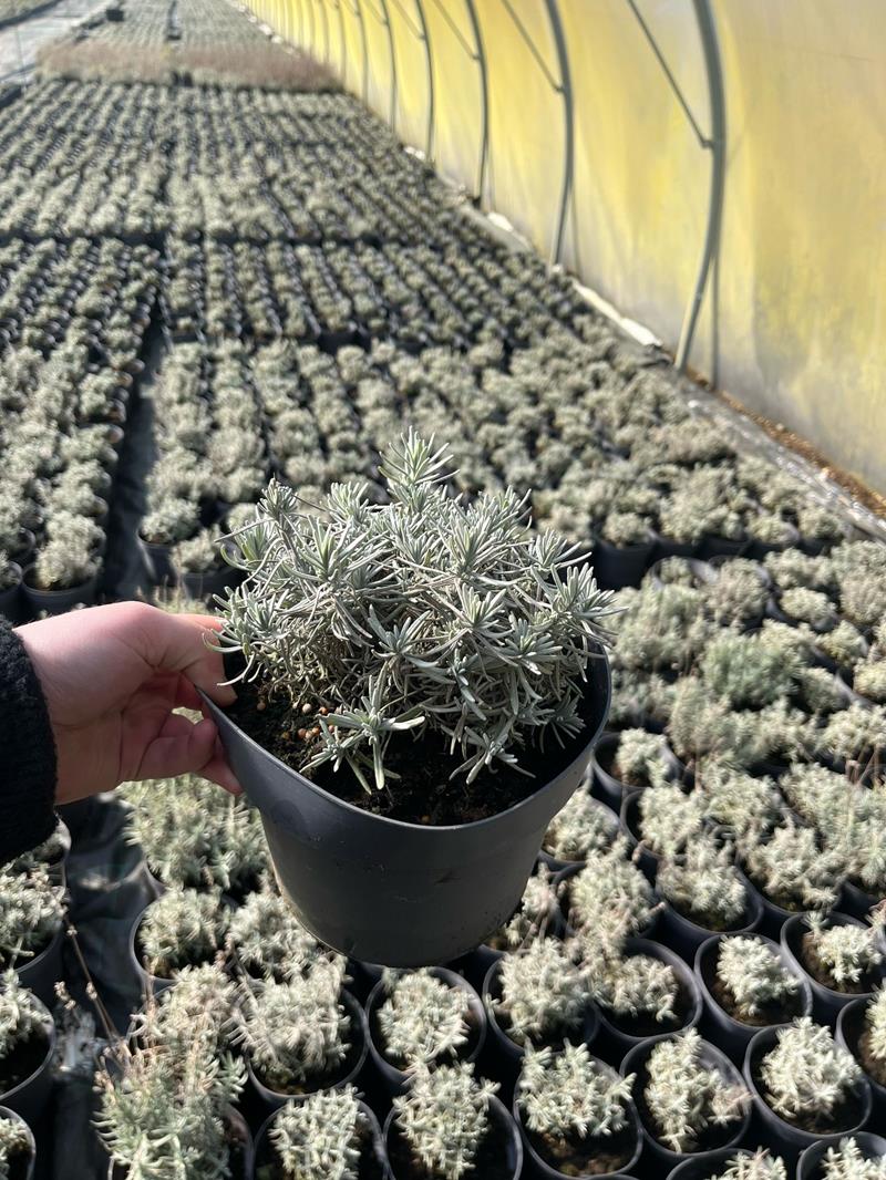 Bilde av LAVANDULA 'HIDCOTE BLUE'-Spanne Plantesalg