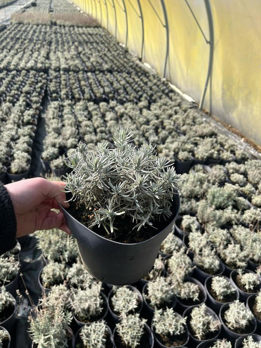 Bilde av LAVANDULA 'HIDCOTE BLUE'-Spanne Plantesalg