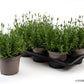 Bilde av LAVANDULA 'HIDCOTE BLUE'-Spanne Plantesalg