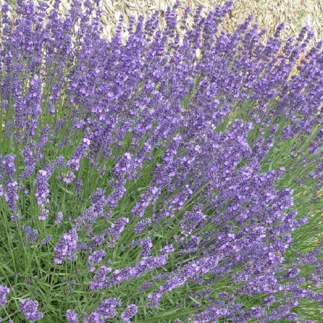 Bilde av LAVANDULA DUTCH-Spanne Plantesalg