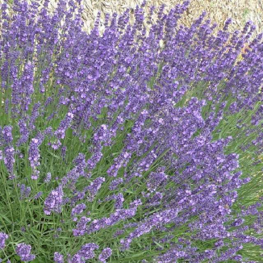 Bilde av LAVANDULA DUTCH-Spanne Plantesalg