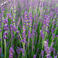 Bilde av Lavandula Munstead-Spanne Plantesalg