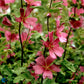 Bilde av Lavatera 'Burgundy Wine'-Spanne Plantesalg