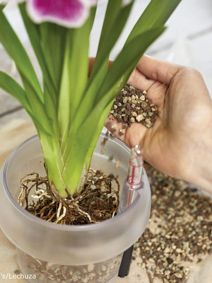 Bilde av Lechuza Orchid Pon 3 liter-Spanne Plantesalg