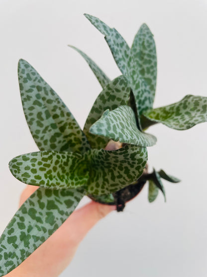 Bilde av Ledebouria socialis-Spanne Plantesalg