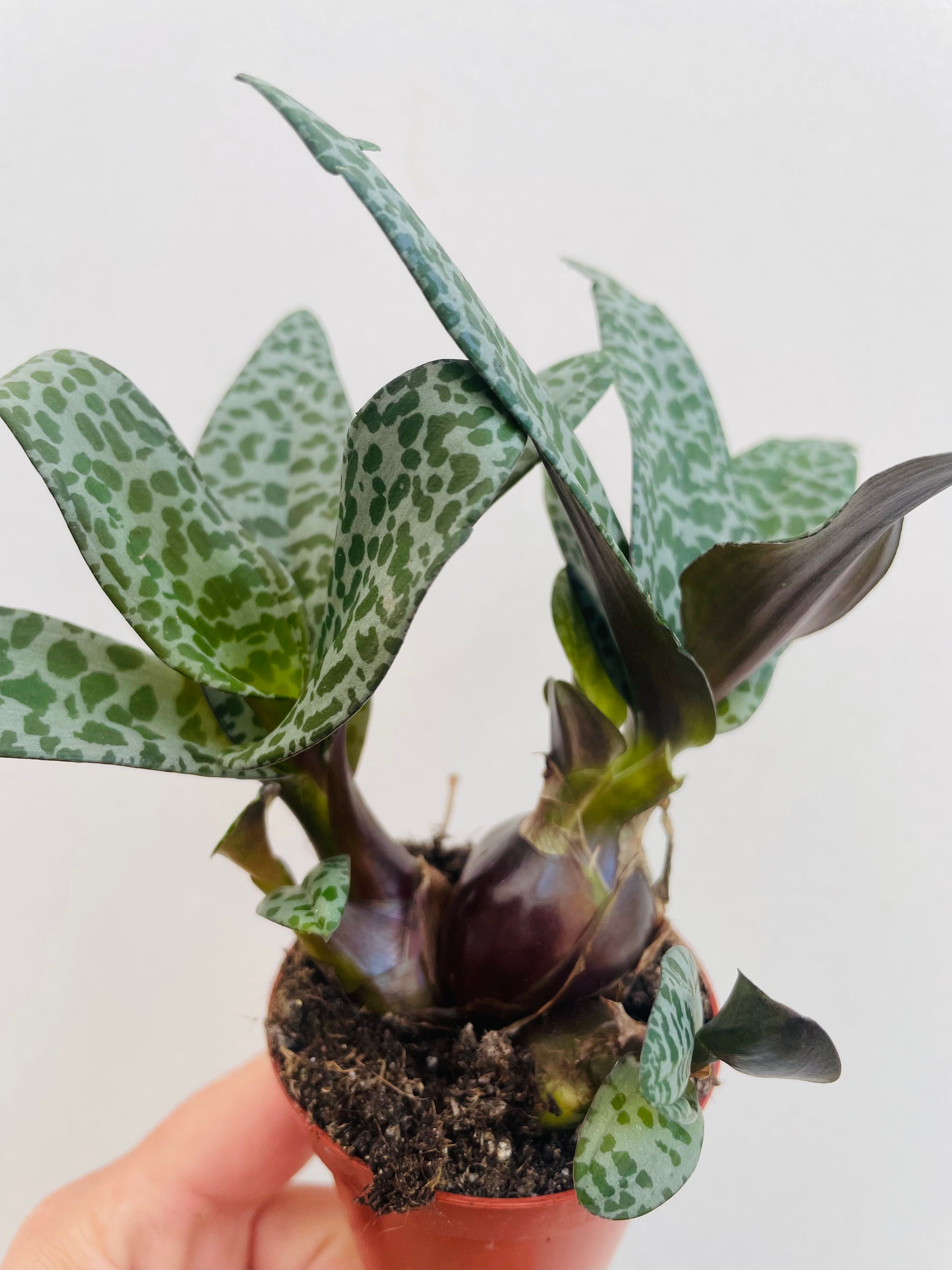 Bilde av Ledebouria socialis-Spanne Plantesalg