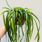 Bilde av Lepismium bolivianum-Spanne Plantesalg