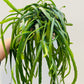 Bilde av Lepismium bolivianum-Spanne Plantesalg