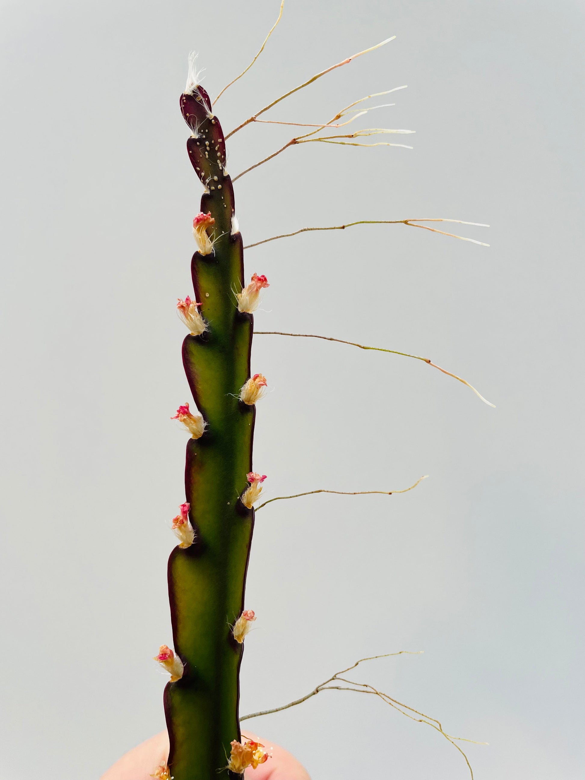 Bilde av Lepismium cruciforme stikling-Spanne Plantesalg