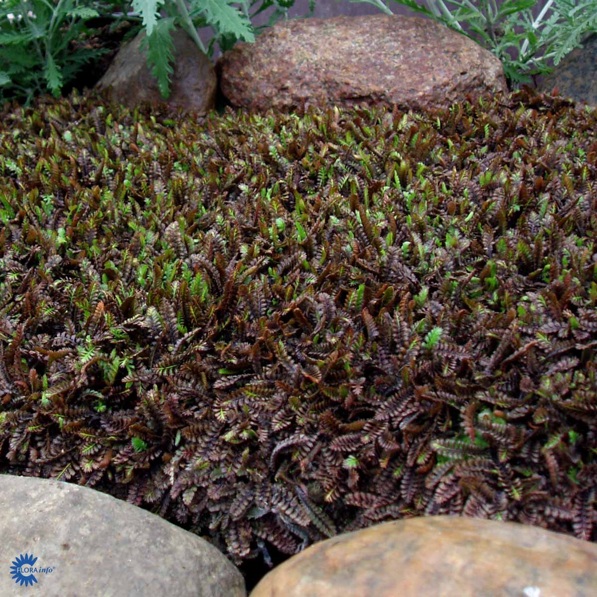 Bilde av Leptinella squalida 'Platt's Black'-Spanne Plantesalg