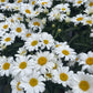 Bilde av Leucanthemum m. Western Star Leo-Spanne Plantesalg