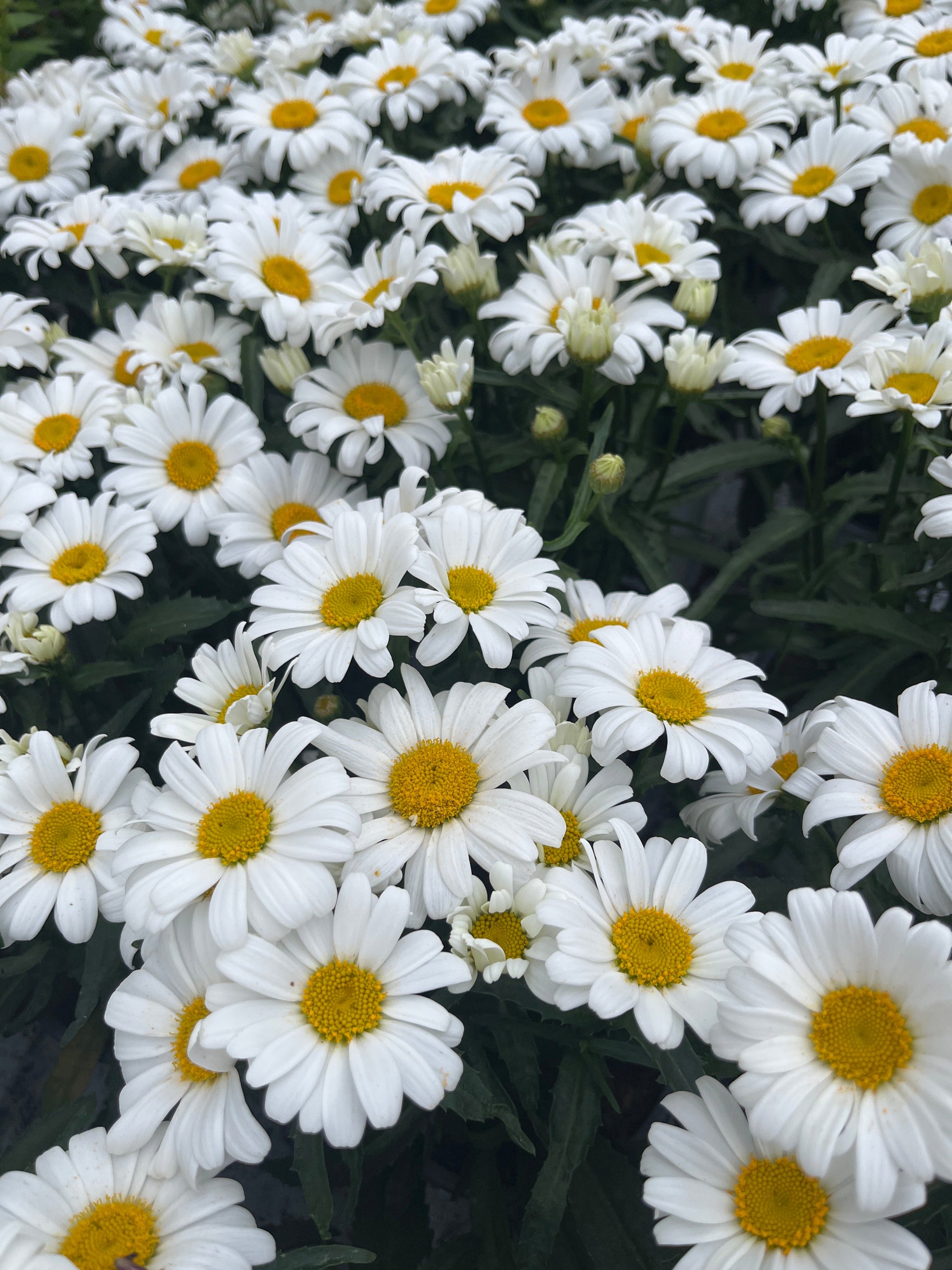 Bilde av Leucanthemum m. Western Star Leo-Spanne Plantesalg