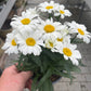 Bilde av Leucanthemum m. Western Star Leo-Spanne Plantesalg