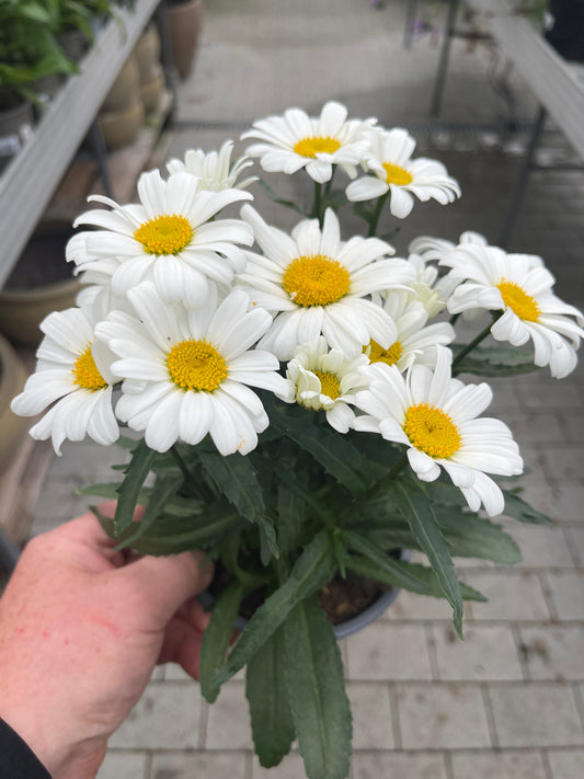 Bilde av Leucanthemum m. Western Star Leo-Spanne Plantesalg