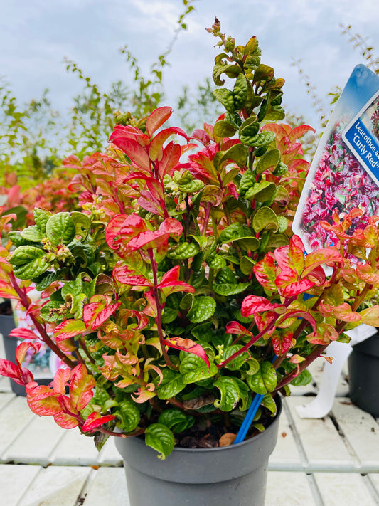 Bilde av Leucothoe axillaris 'Curly Red' ®-Spanne Plantesalg