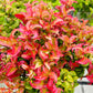 Bilde av Leucothoe axillaris 'Curly Red' ®-Spanne Plantesalg