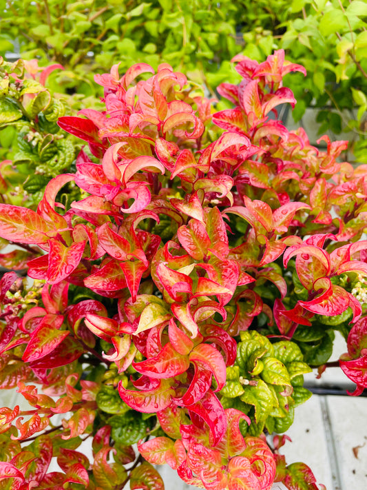 Bilde av Leucothoe axillaris 'Curly Red' ®-Spanne Plantesalg