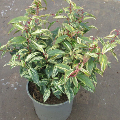 Bilde av Leucothoe font. 'Makijaz'-Spanne Plantesalg