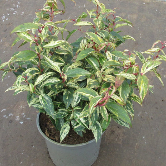 Bilde av Leucothoe font. 'Makijaz'-Spanne Plantesalg