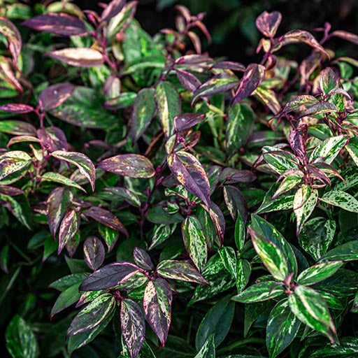 Bilde av Leucothoe font. 'Makijaz'-Spanne Plantesalg