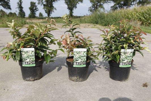 Bilde av LEUCOTHOE FONTANESIANA RAINBOW-Spanne Plantesalg