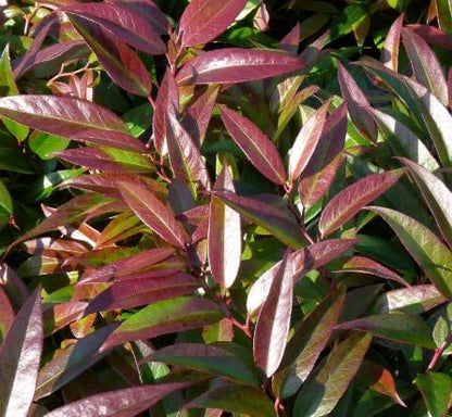 Bilde av Leucothoe keiskei 'Royal Ruby'-Spanne Plantesalg