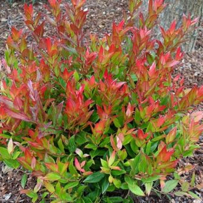 Bilde av Leucothoe 'Little Flames'-Spanne Plantesalg