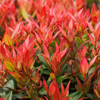 Bilde av Leucothoe 'Little Flames'-Spanne Plantesalg