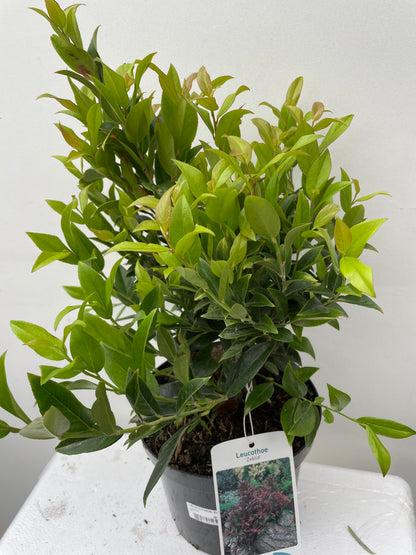 LEUCOTHOE ZEBLID