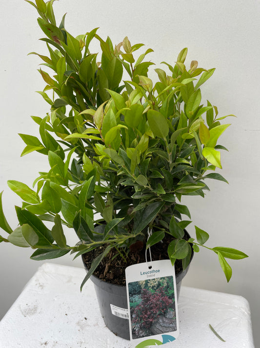 LEUCOTHOE ZEBLID