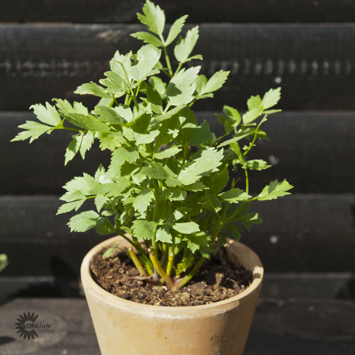 Bilde av Levisticum officinale-Spanne Plantesalg