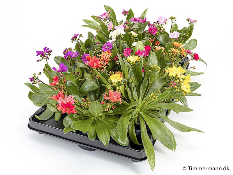 Bilde av LEWISIA COTYLEDON-Spanne Plantesalg