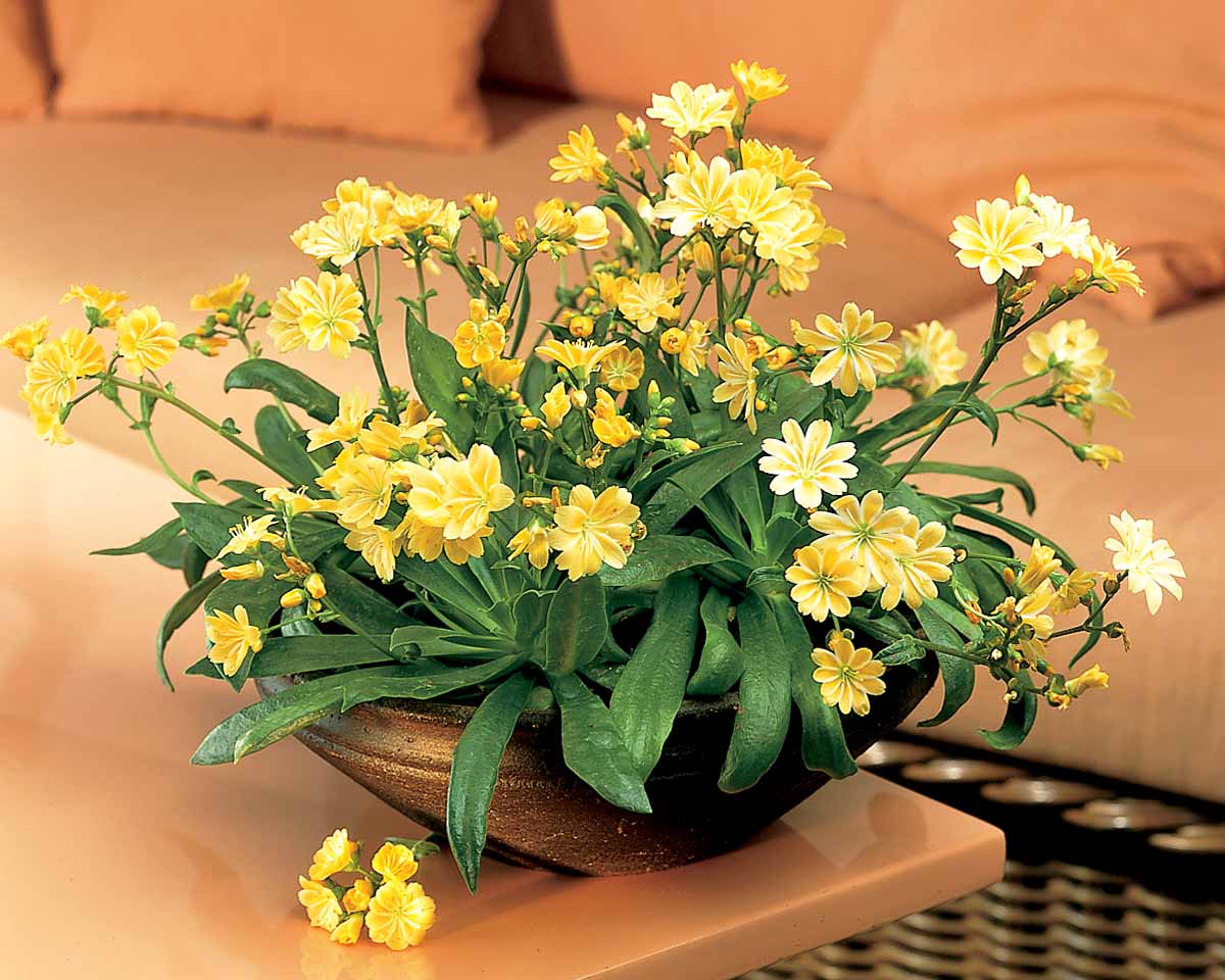 Bilde av Lewisia cotyledon-Spanne Plantesalg
