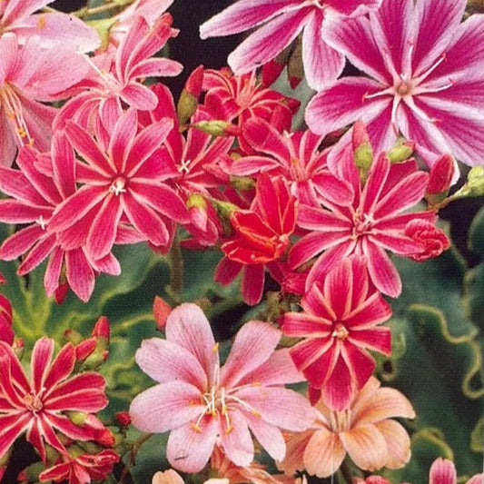 Bilde av Lewisia Regenbogen-Spanne Plantesalg