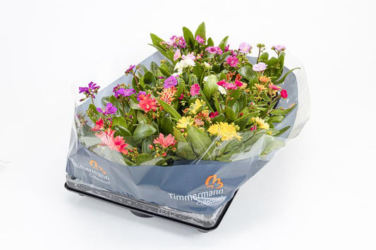 Bilde av LEWISIA COTYLEDON-Spanne Plantesalg