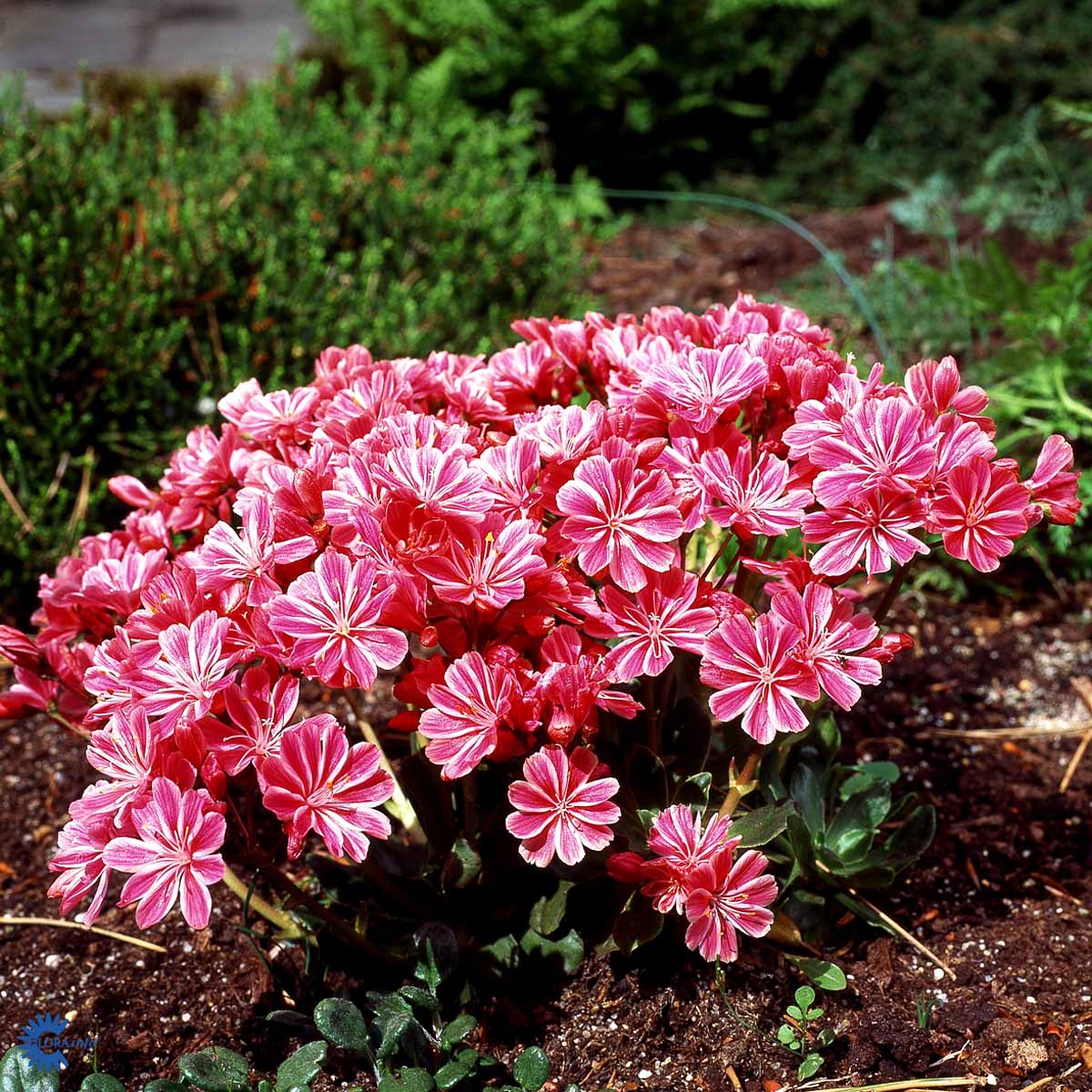 Bilde av Lewisia cotyledon-Spanne Plantesalg
