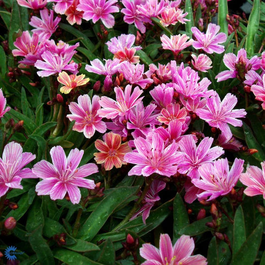 Bilde av Lewisia 'Little Plum'-Spanne Plantesalg