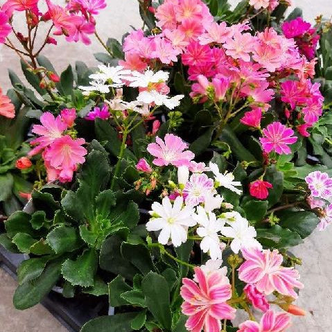 Bilde av LEWISIA COTYLEDON REGENBOGEN-Spanne Plantesalg