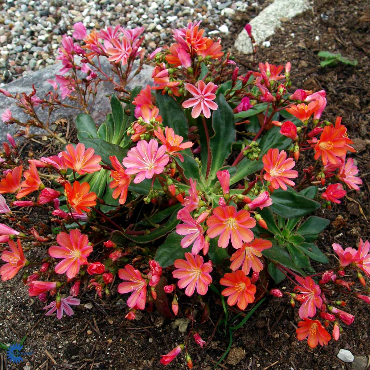 Bilde av Lewisia Sunset Hybrids-Spanne Plantesalg