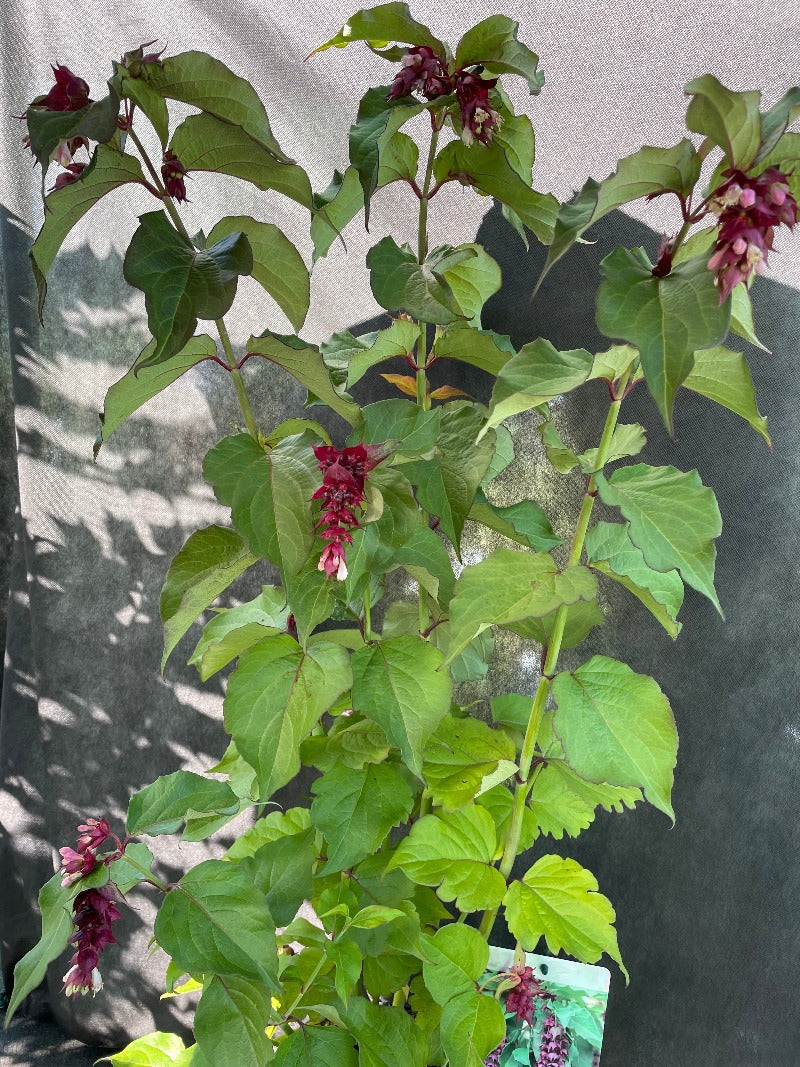 Bilde av Leycesteria f. 'Purple Rain'-Spanne Plantesalg