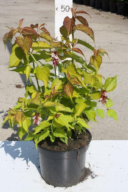 Bilde av LEYCESTERIA FORMOSA GOLDEN LANTERNS©-Spanne Plantesalg