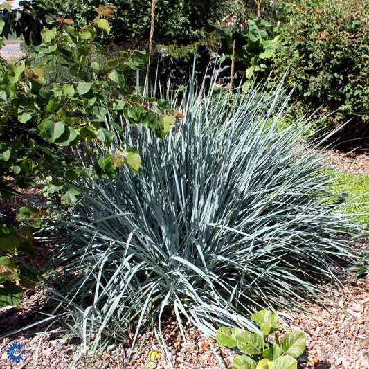 Bilde av Leymus ‘Blue Dune’-Spanne Plantesalg