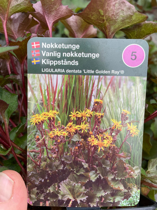 Bilde av Ligularia dentata 'Little Golden Ray'®-Spanne Plantesalg