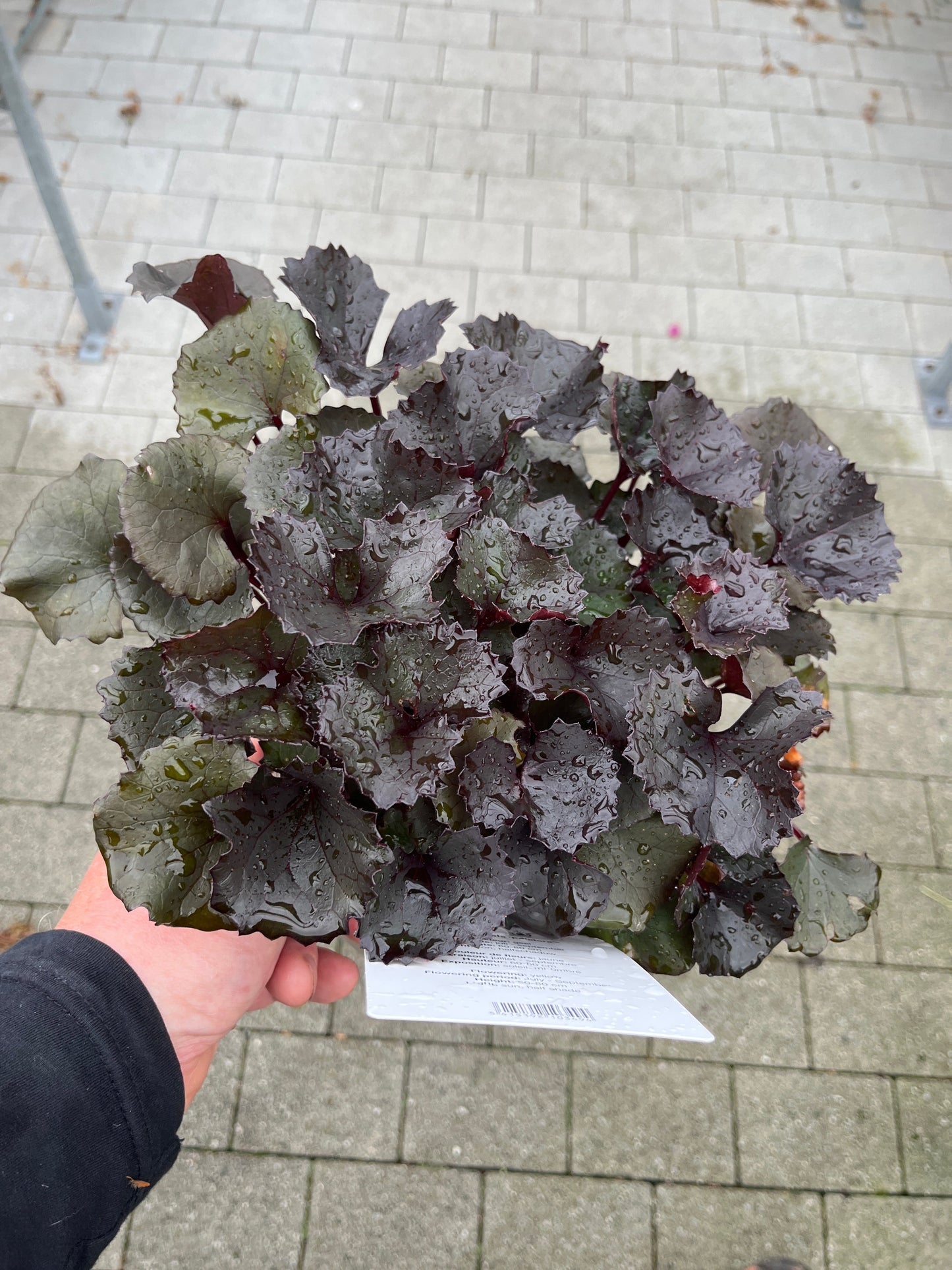 Bilde av LIGULARIA DENTATA PANDORA-Spanne Plantesalg