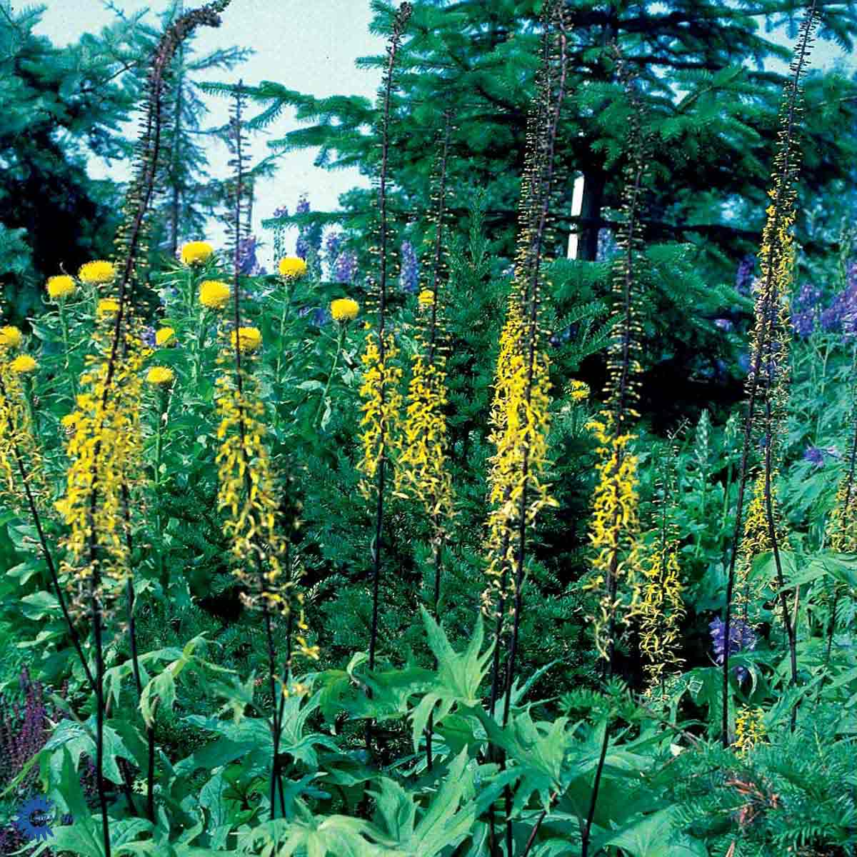 Bilde av Ligularia przewalskii-Spanne Plantesalg
