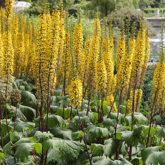 Bilde av Ligularia 'The rocket'-Spanne Plantesalg