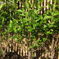 Bilde av Ligustrum ovalifolium-Spanne Plantesalg