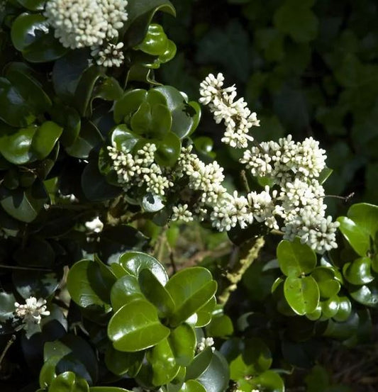 Bilde av LIGUSTRUM JAPONICUM ROTUNDIFOLIUM-Spanne Plantesalg